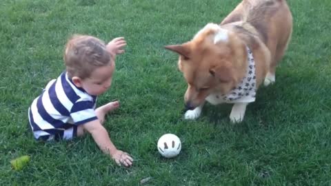 Sweet corgi with his cute playmate