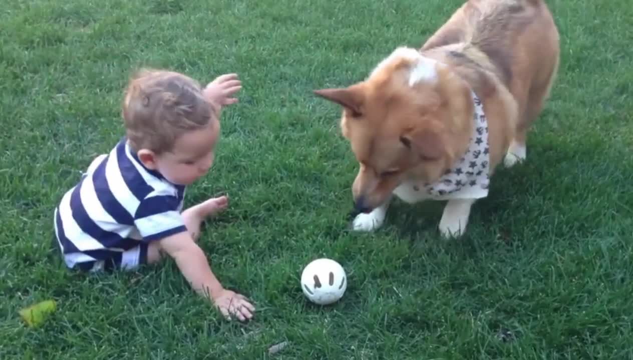 Sweet corgi with his cute playmate