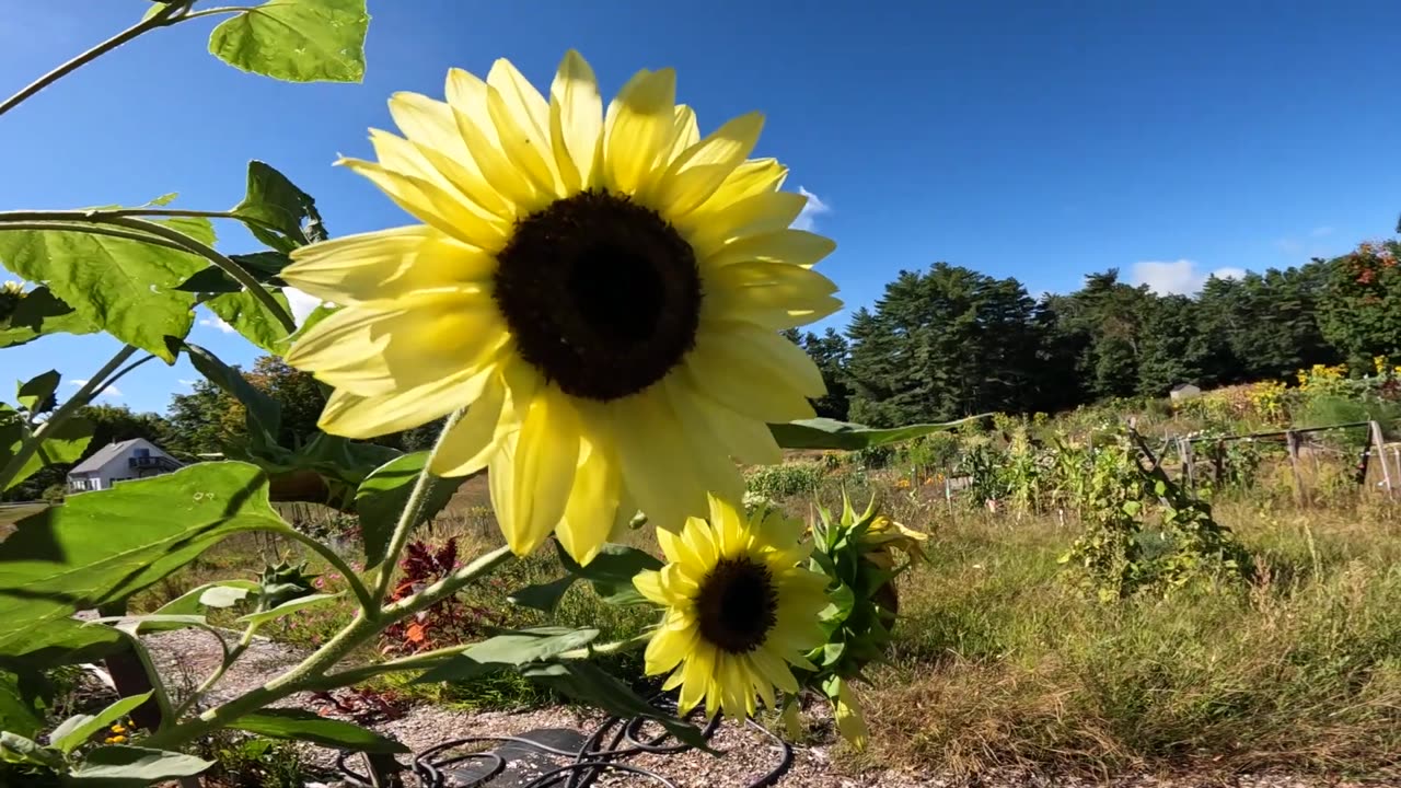 Sunflowers