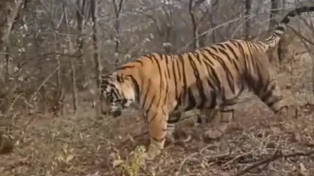 South africa forest tiger hunting