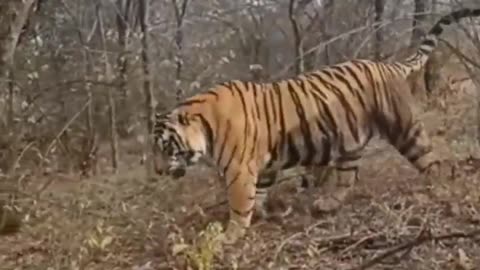 South africa forest tiger hunting