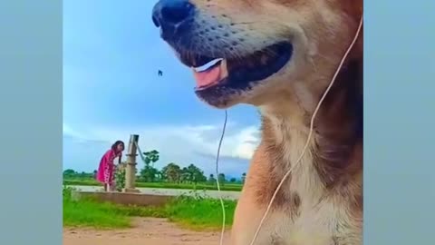 Animals funny video