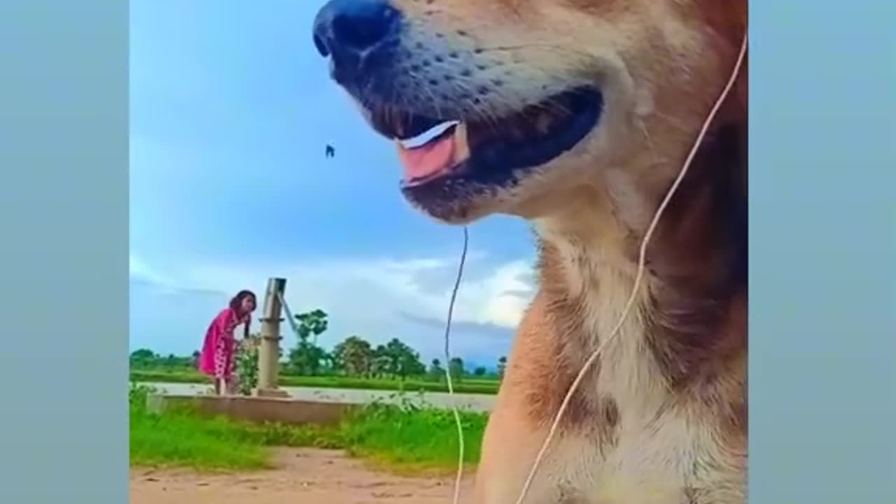 Animals funny video