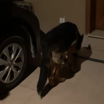 Funny Animal - Persian Cat and German Shepherd Dogs Play - Yura and Oscar friendship