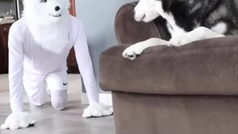 Husky Pranked By Wolf Mask!