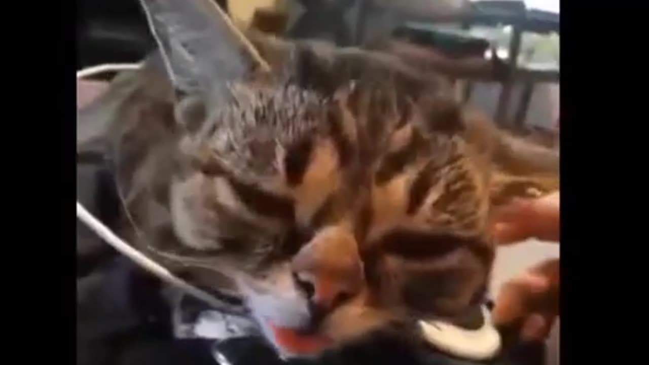 Try Not To Laugh Challenge - Funny Cat & Dog 2023 Dogs And Cats Videos - Cutest Animals
