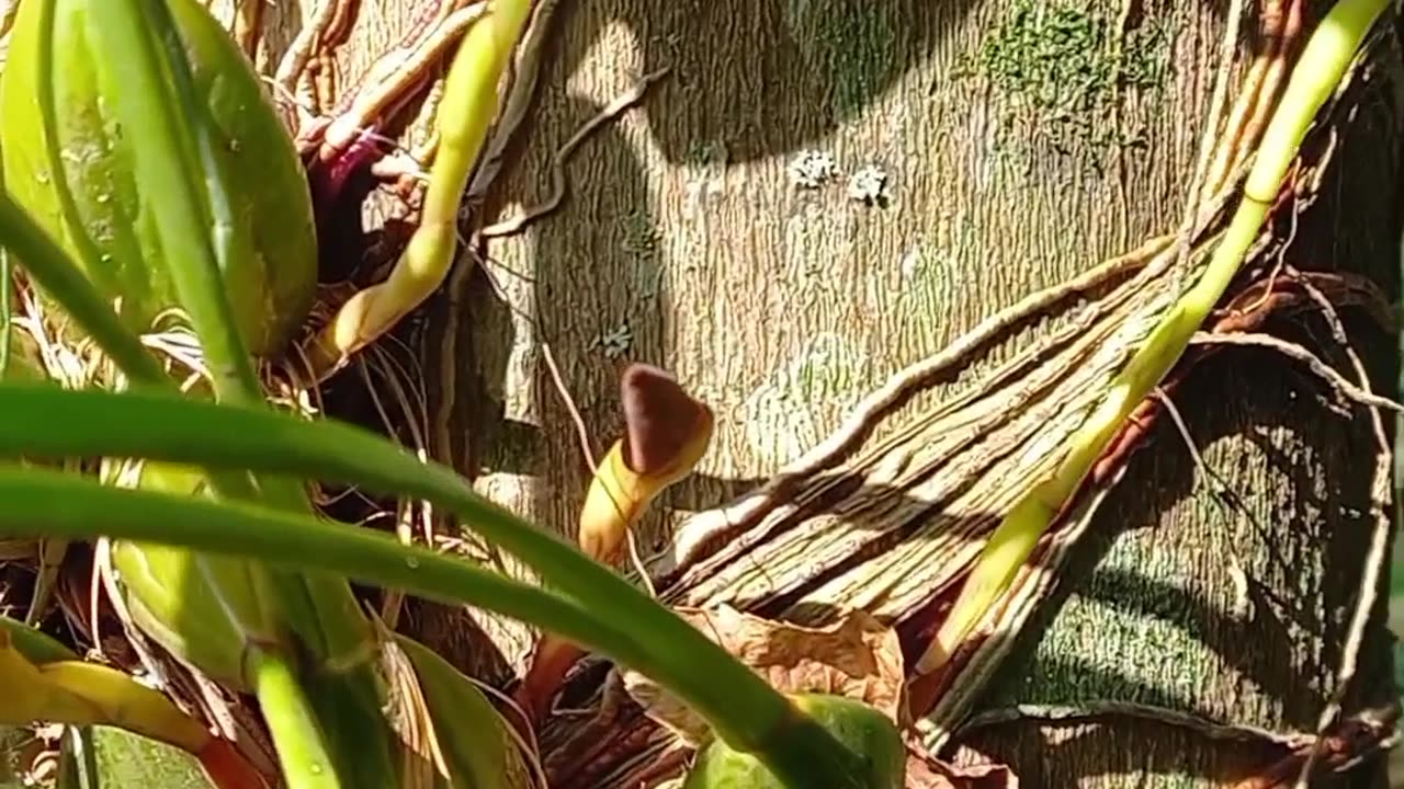 Orquídeas cheirosa