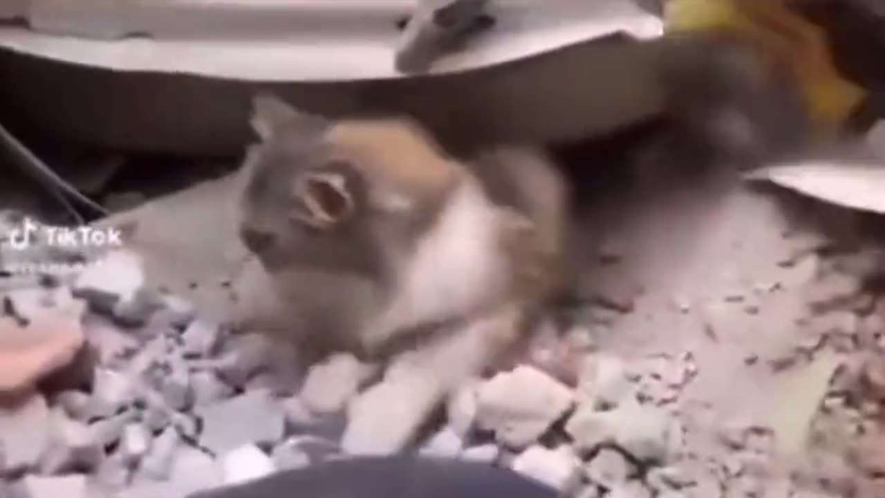 A cat being rescued in Turkey