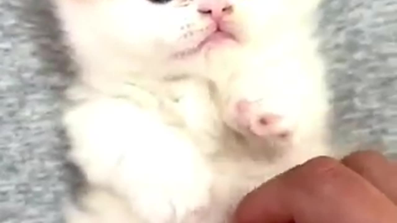 Cute kitten 😸