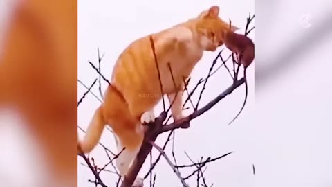 Funny Animals Video