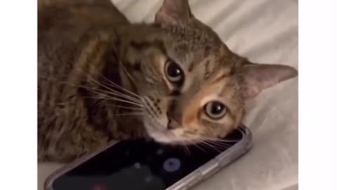 My cat is phone addicted any one can help me