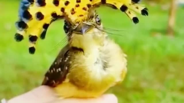 This is a female Amazonian Royal flycatcher, for all interested