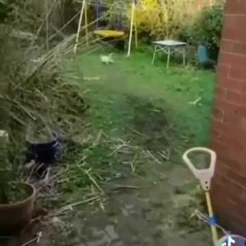 Funny 😆 🥺 puppies like beautiful pet animals