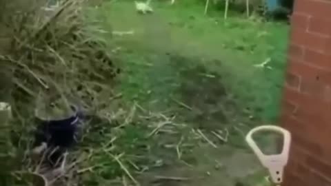 Funny 😆 🥺 puppies like beautiful pet animals