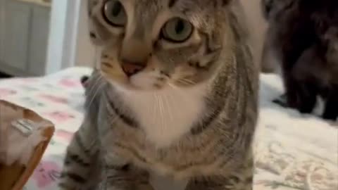 Rex Cat