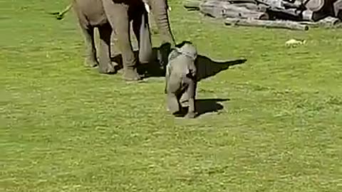 Cute Baby Elephant Trips While Playing With Birds