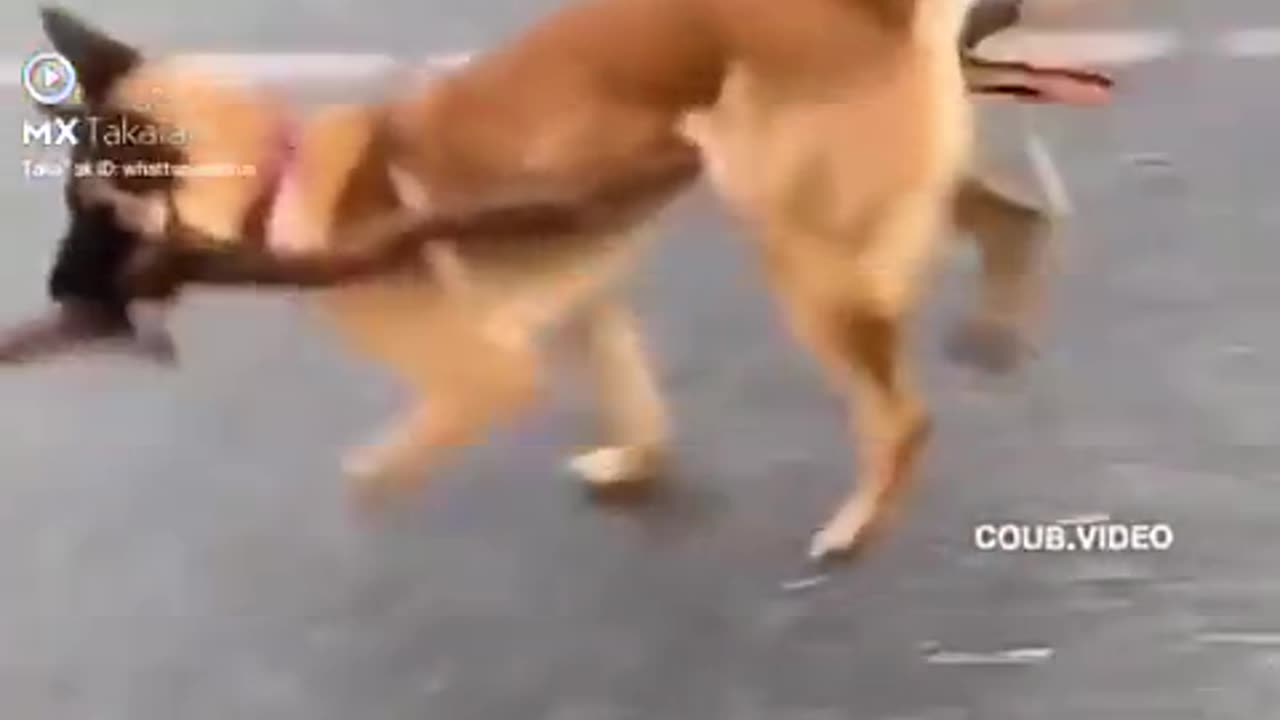 funnyvideo #trending Watch #Funny