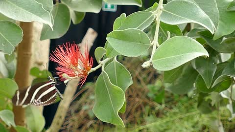 Butterfly Harvesting Nectar from Flowers