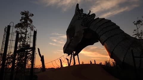 Dragons stare, Victoria Australia