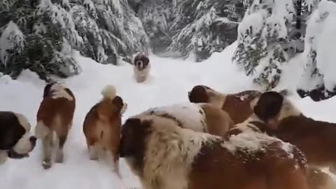 Group of beautiful animal video