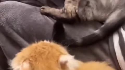 Cute and funny cat video.