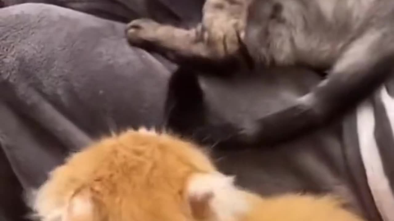 Cute and funny cat video.