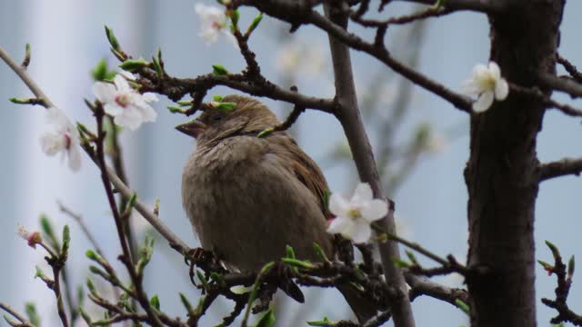 Brown Bird Perched on Tree Branches