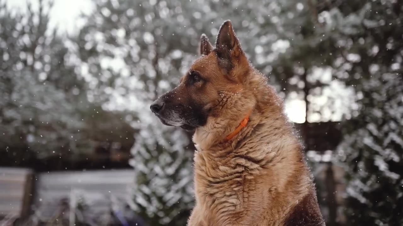 Jugando con mi perro en la nieve