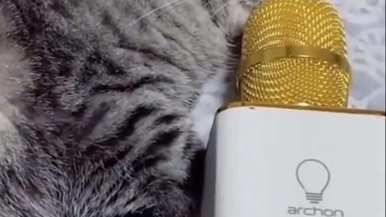 Funny cats 😆