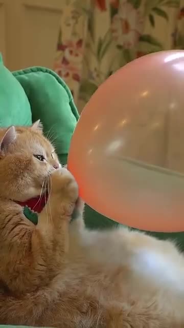 Boom,Scared me! #exlittlebeans #funny_cats #cat #funny_videos