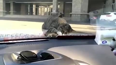 FUNNY PET VIDEOA