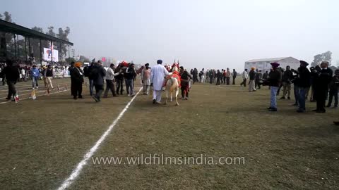 Horse dancing to the rhythm of dhol_ Only in India