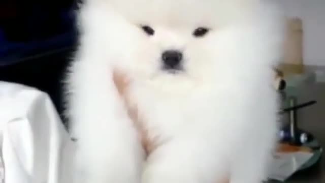 A cute white velvet dog.