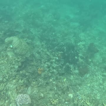 A Snorkeling Adventure Awaits! Cool School of Fish Swimming Around