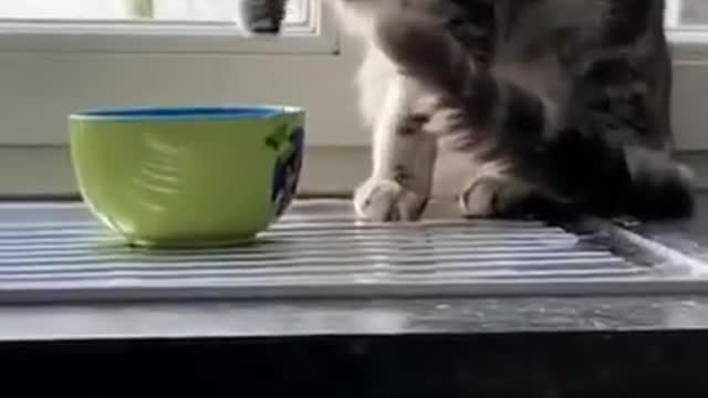 Funny and cute Animal clip