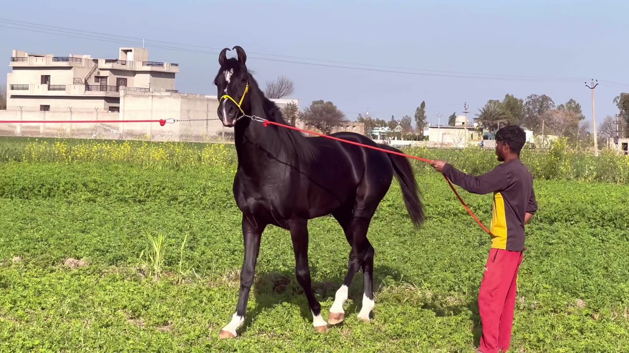 Horse riding