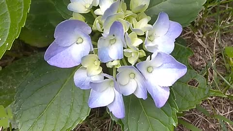 Hydrangea