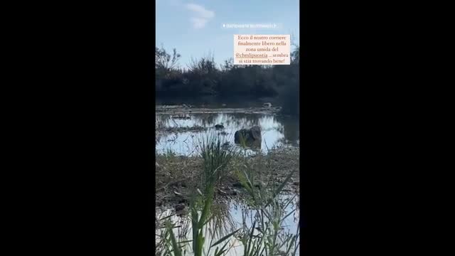 Liberato l’uccello migratore ferito da una lenza da pesca abbandonata in spiaggia