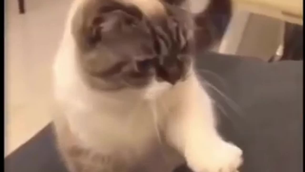 Funny video