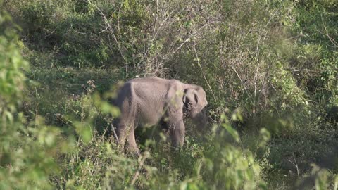 A Calf in a Wildlife