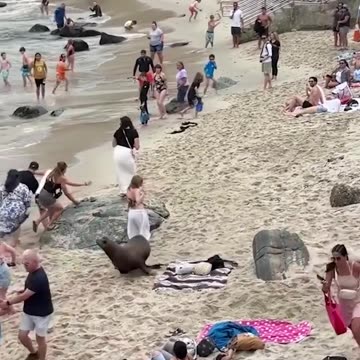 Seal Chases People From Beach