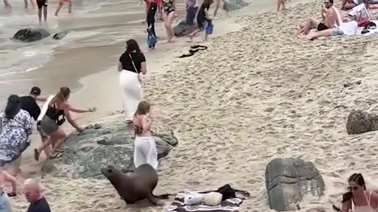 Seal Chases People From Beach