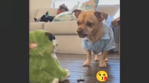 Angry Dog Vs Funny Dog Compilation..|||