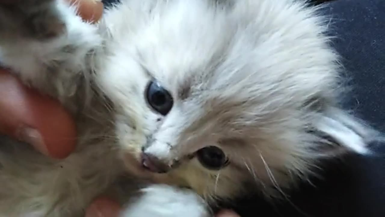 Adorable Kitten Fluffs Its Paws on My Lap!