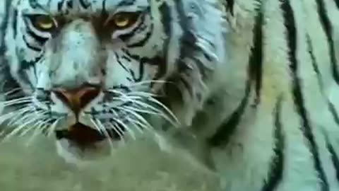 Funny video tigers Lucky loon