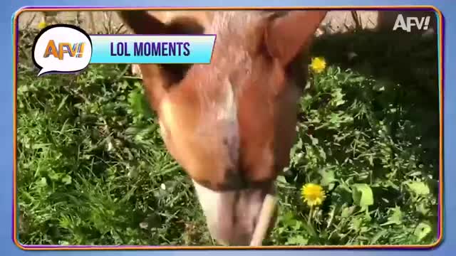 Try Not To Laugh Challenge! 😂 Funniest Fails of the Week | Live AFV