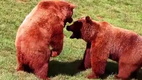 Pets bears