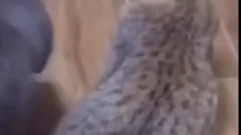 Funniest Cats And Dogs🐱🐶 Funny Animals Video Compilation, Fails Caught on Camera Tiktok Memes