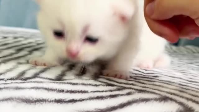 Milk milk fierce