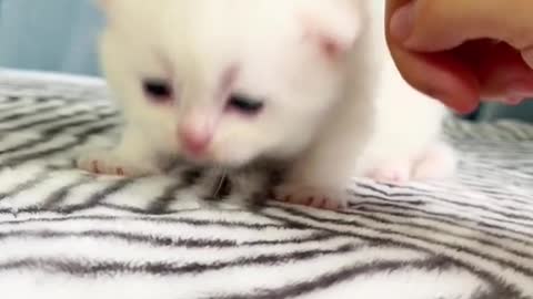 Milk milk fierce